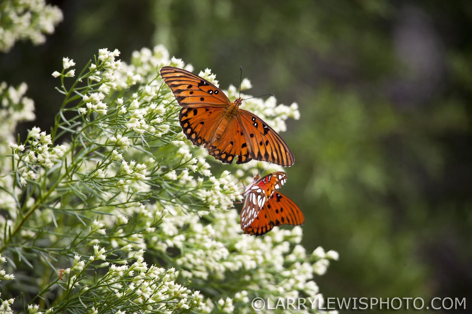 Gulf_Fritillary_ButterFly.jpg
