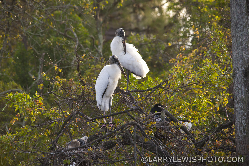 Gatorland_Bird_2.jpg