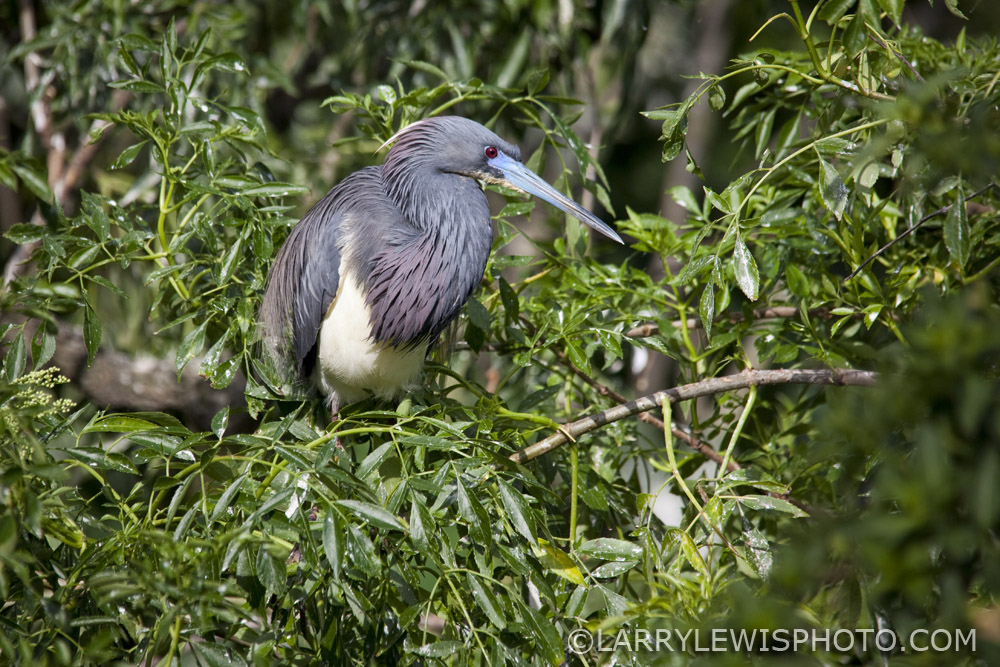 Gatorland_Bird_6.jpg