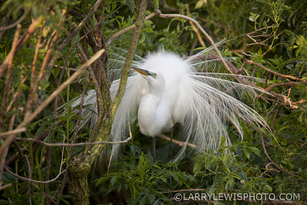 Gatorland_Bird_14.jpg