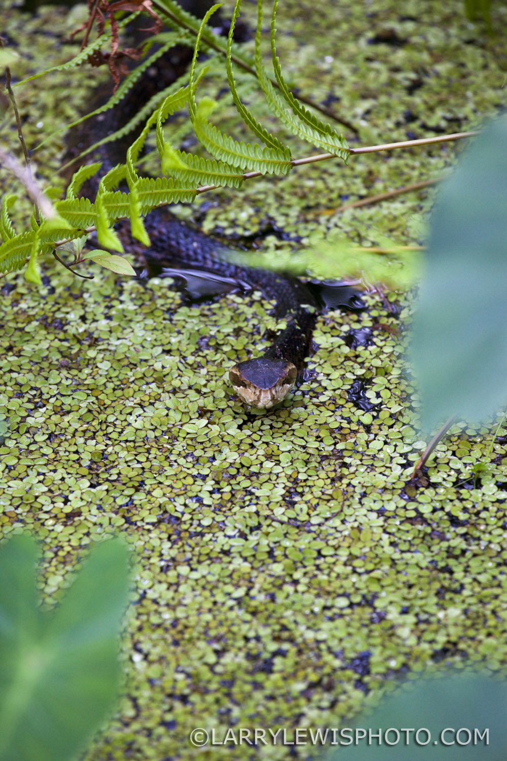 Gatorland_Snake.jpg