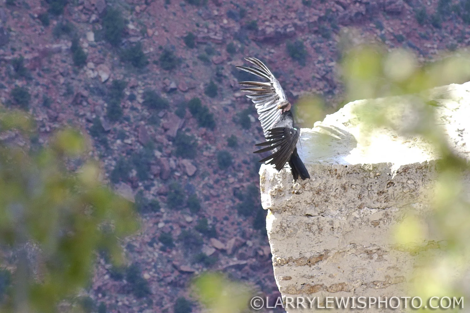 The California Condor has a wing span of up to 3 meters.