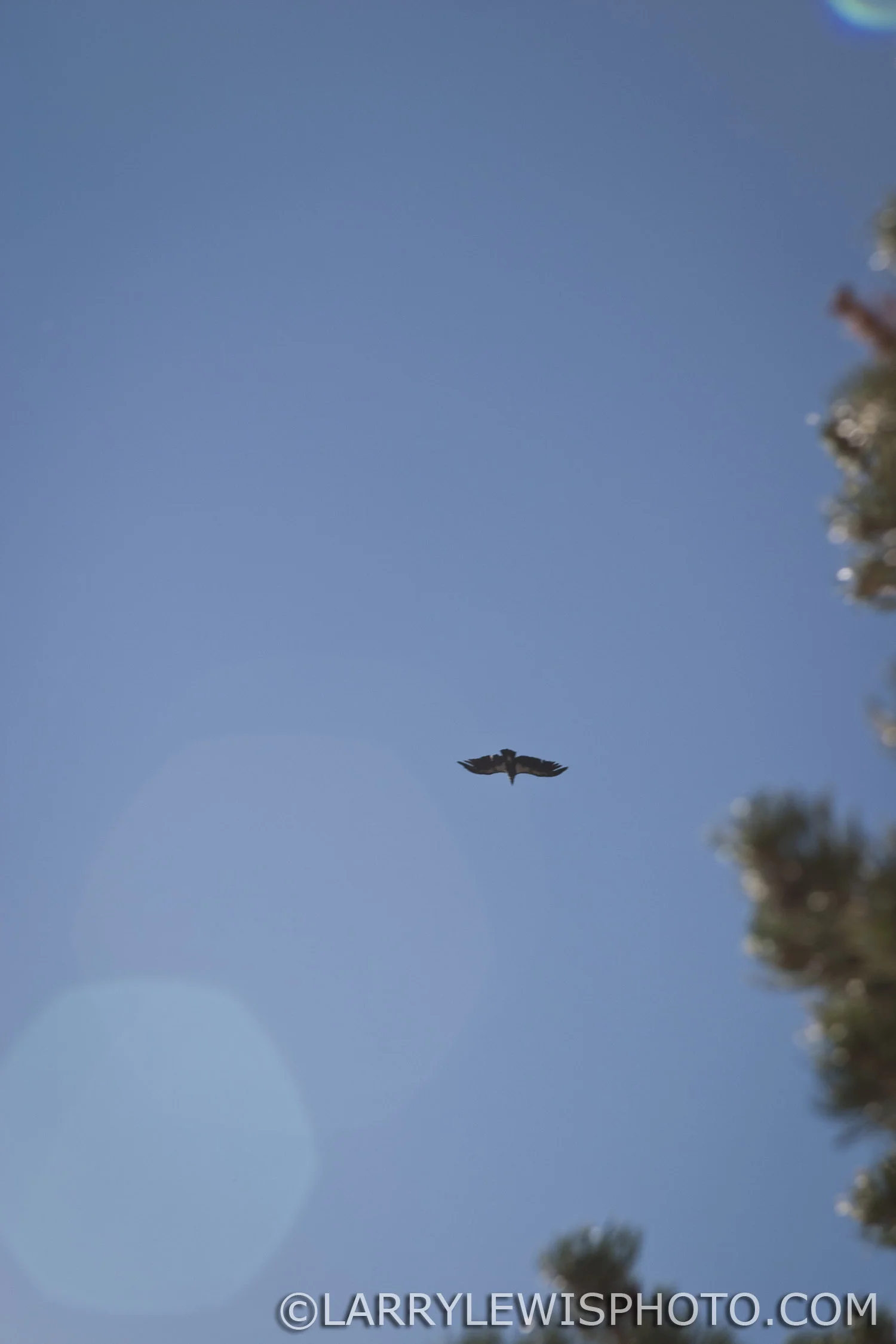 California Condor soaring overhead.