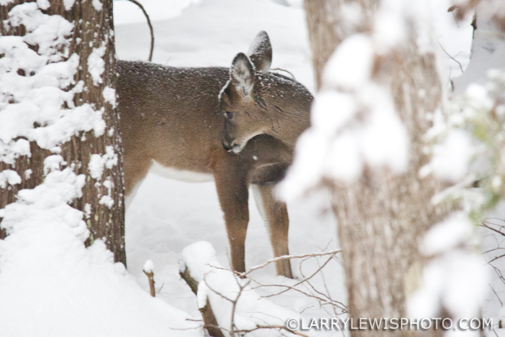 deerfawns-201405.jpg
