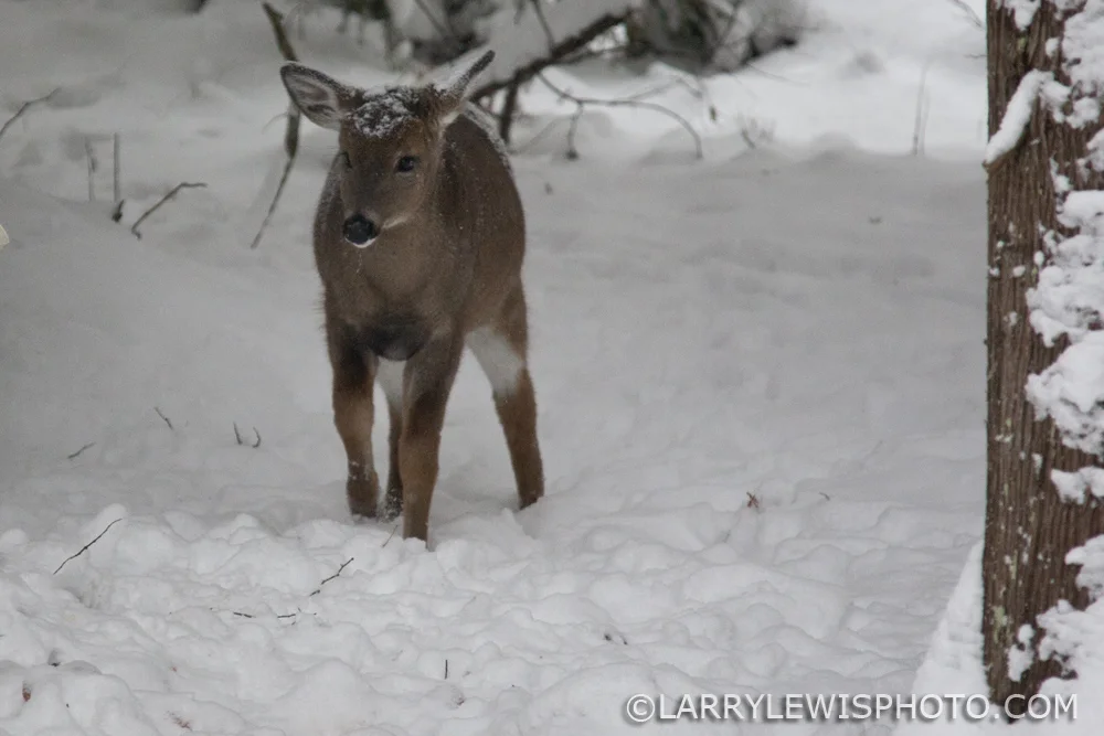 deerfawns-201407.jpg