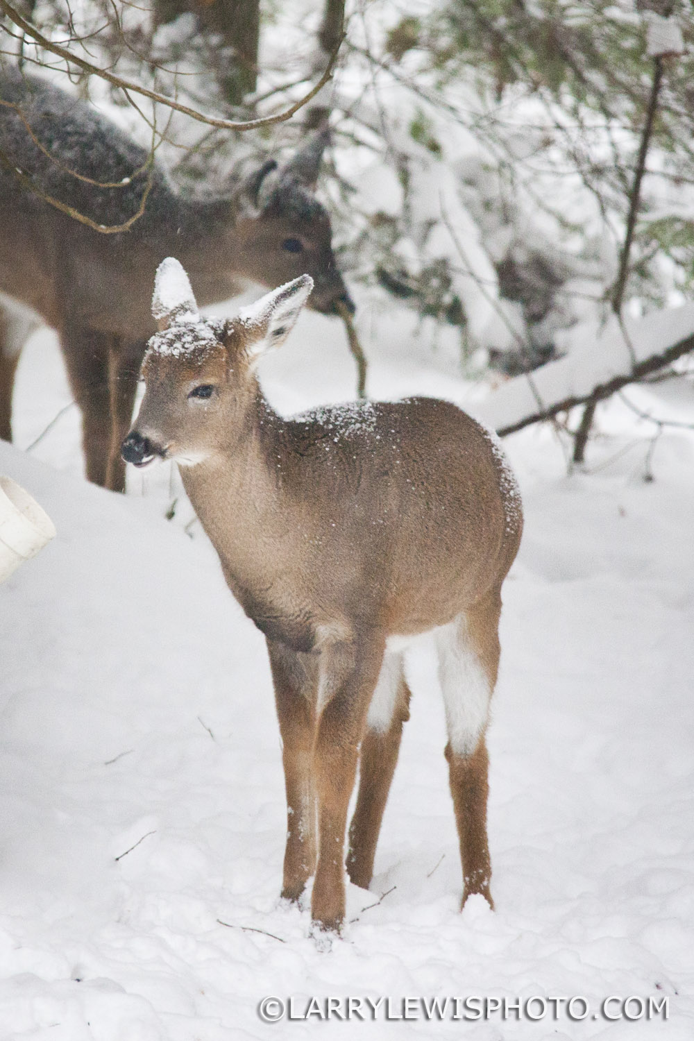 deerfawns-201412.jpg