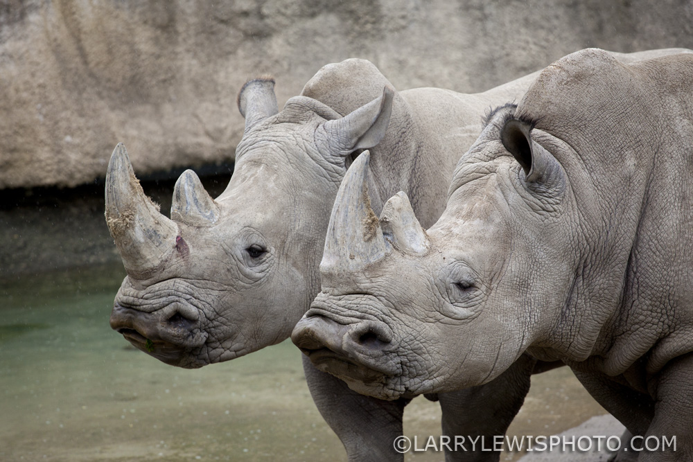A rainy day at The Zoo. The Rhinos don't mind.