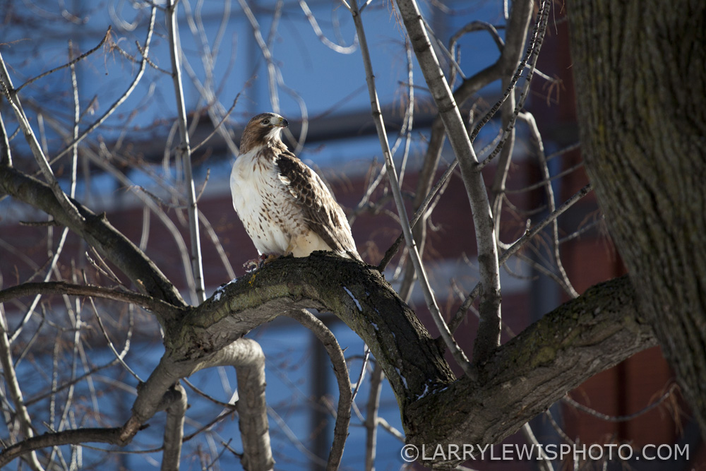 BroadWingedHawk3.jpg