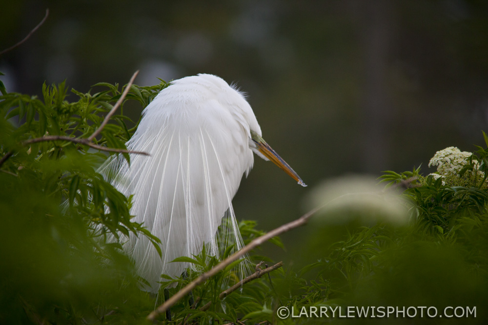 GreatEgret2.jpg