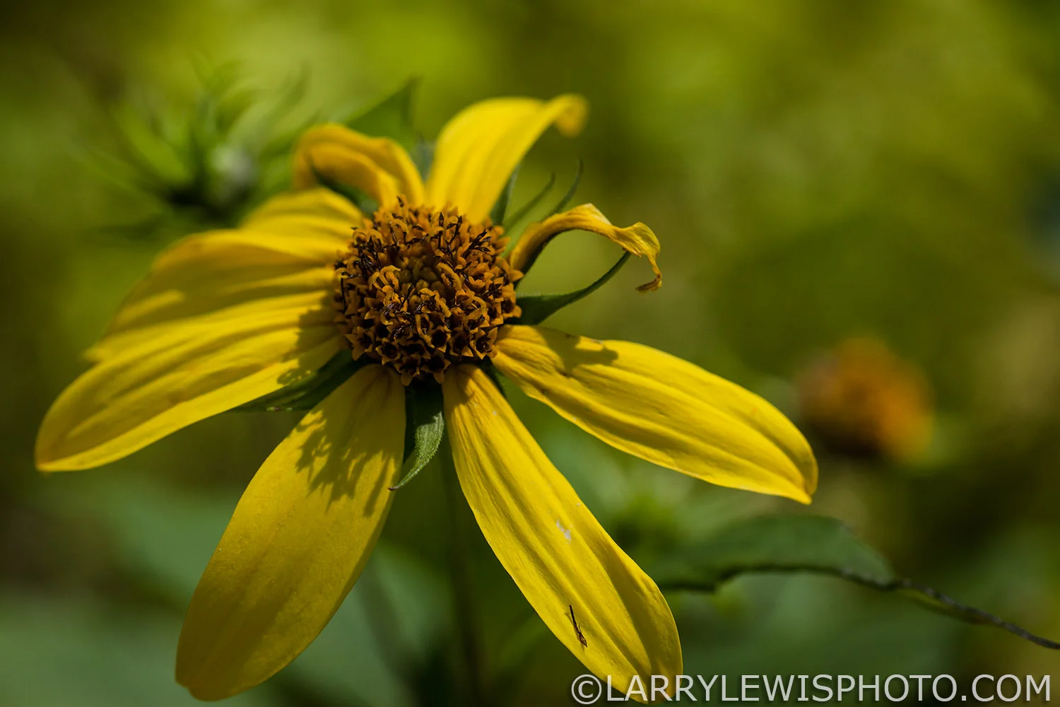 Flower.jpg