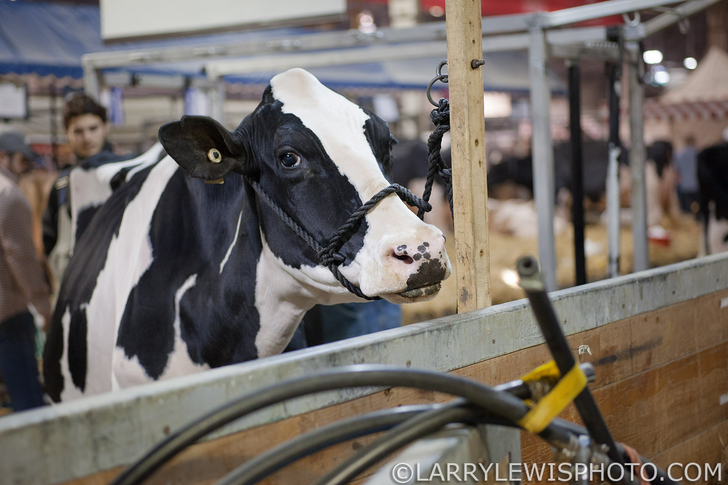 RoyalWinterFair002.jpg