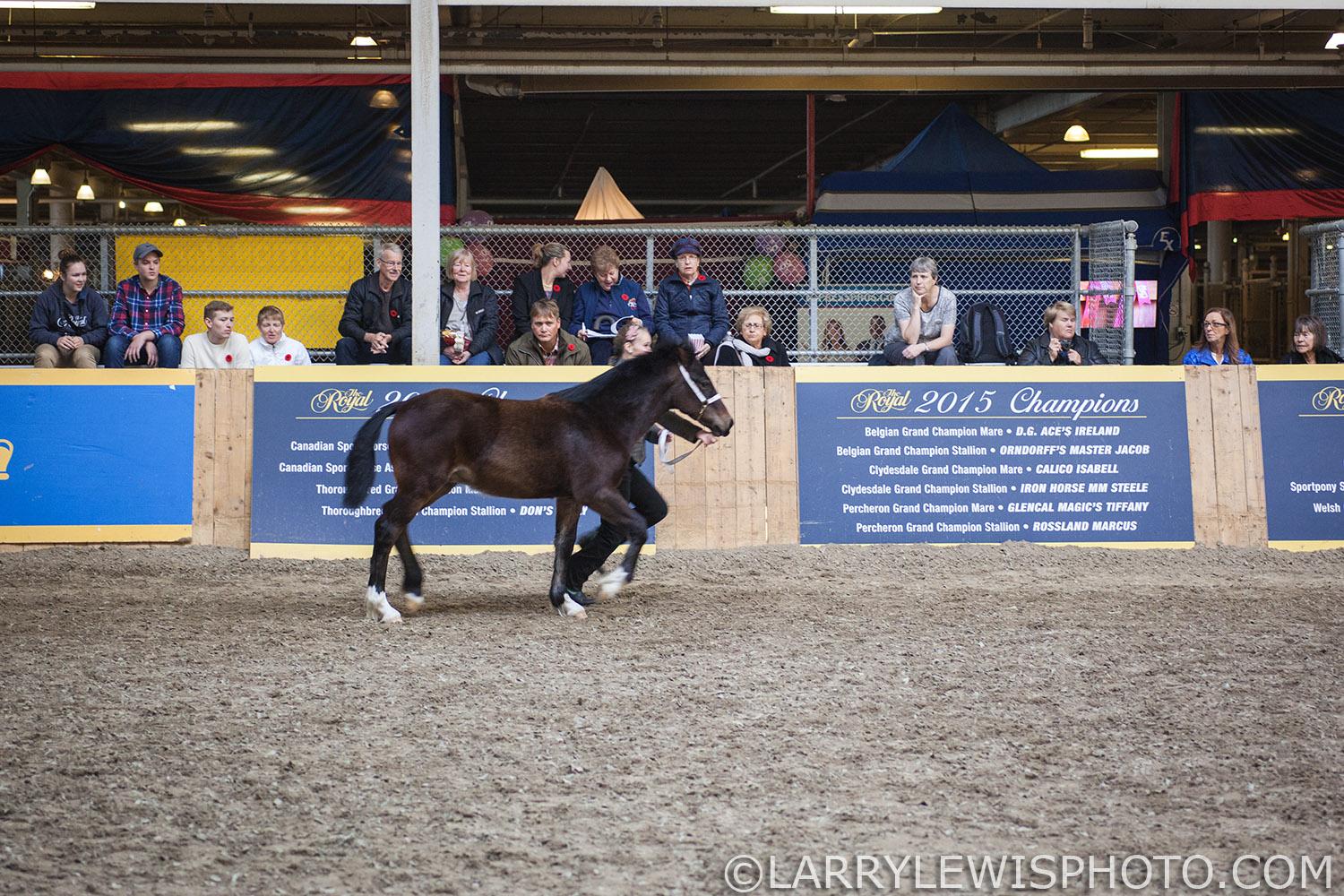 RoyalWinterFair006.jpg