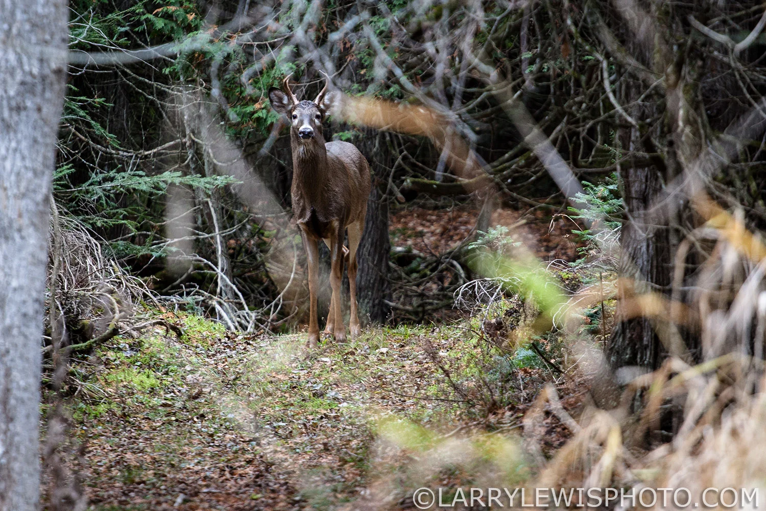 Deer.jpg