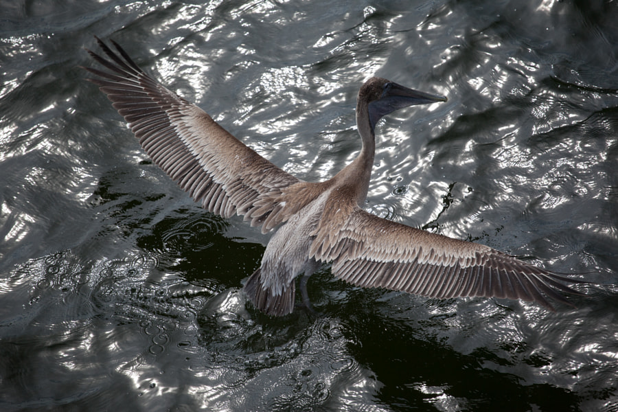 Pelican