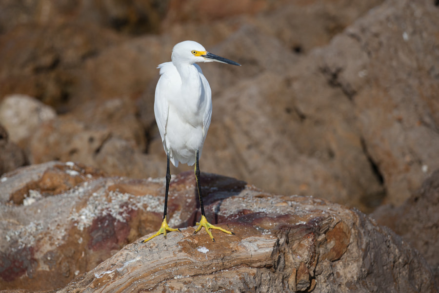 Egret