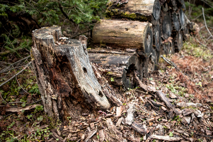 The Forgotten Wood Pile