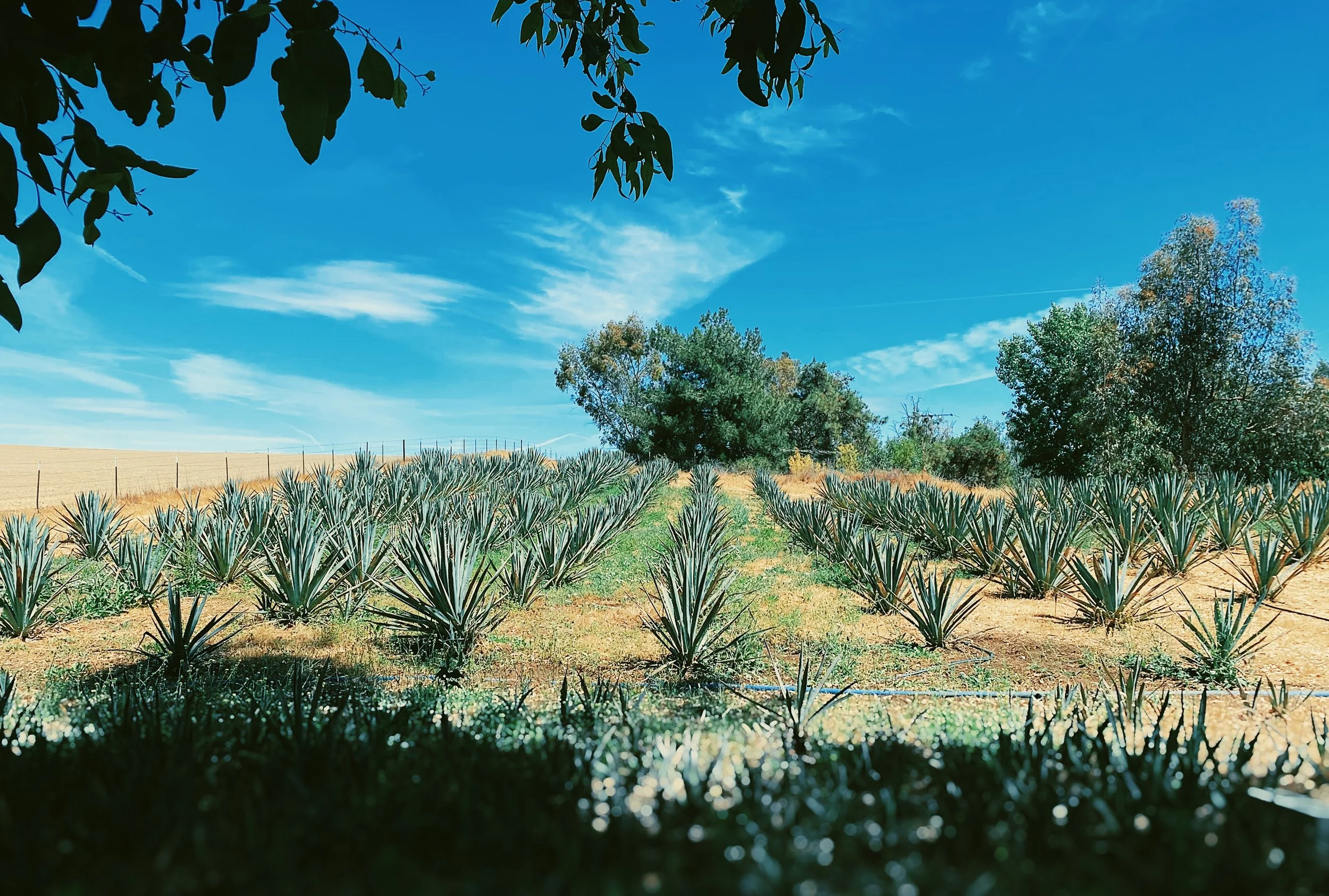 Muller ranch.jpg