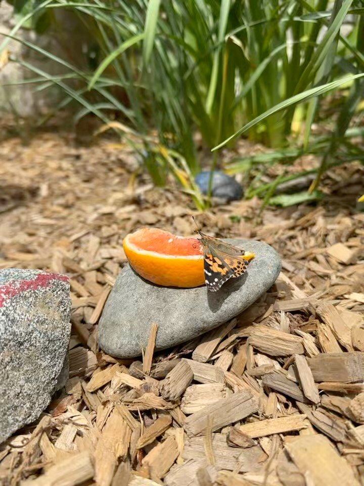 Watching our classroom caterpillars transform into butterflies has been pure magic. The excitement, curiosity, and wonder on the kids&rsquo; faces each day made this experience unforgettable. From tiny caterpillars to beautiful butterflies, we learne