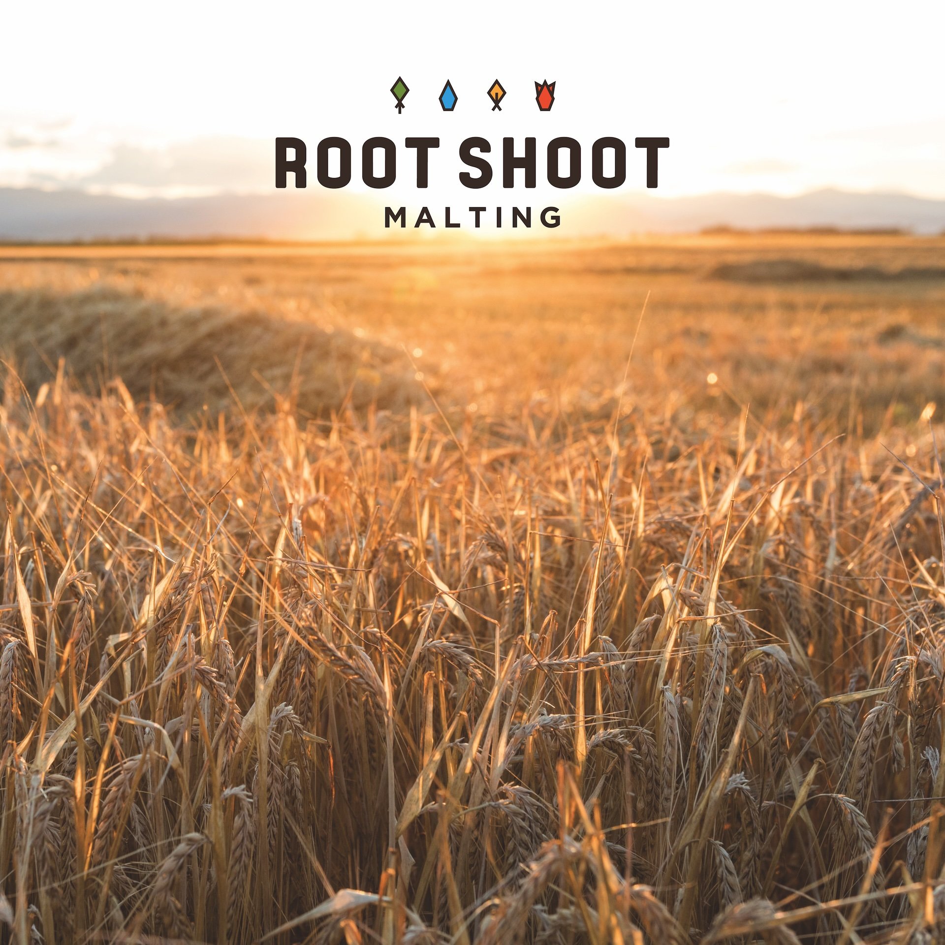 Root Shoot Malting