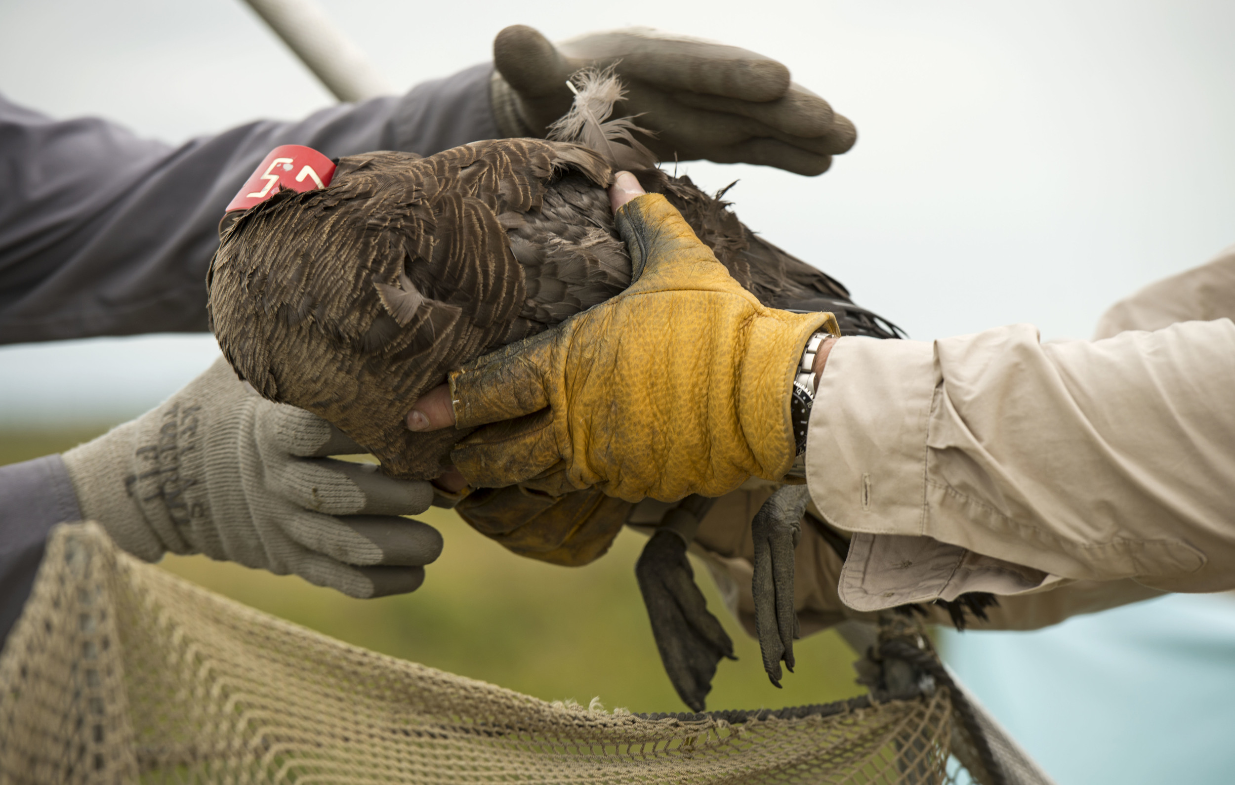 Dan Jenkins gives a goose to volunteer Ben Hammer, to be transferred from the holding pen to the hands of a bander.