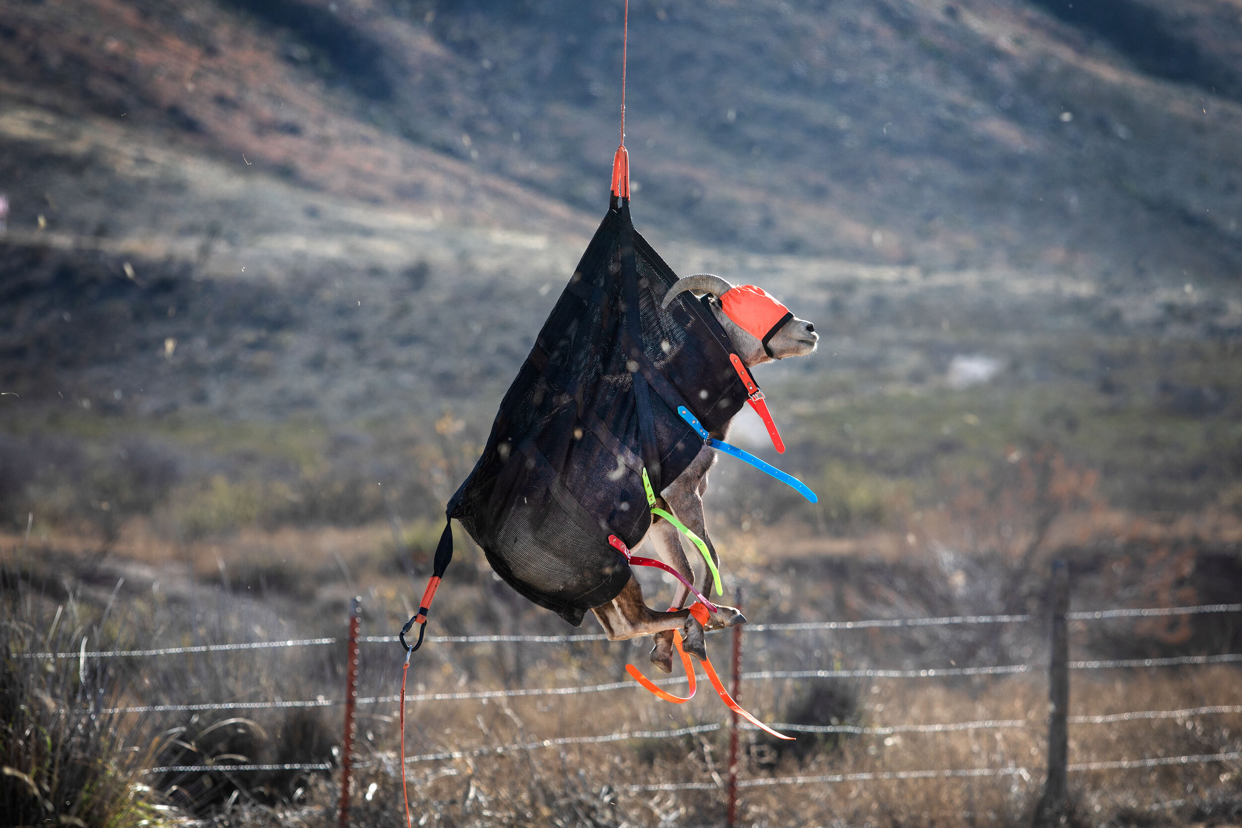  Native to West Texas, the Desert Big Horn sheep's population dramatically decreased with the growth of the domestic sheep herding industry. This relocation effort is done in hopes of reviving their population in West Texas. 