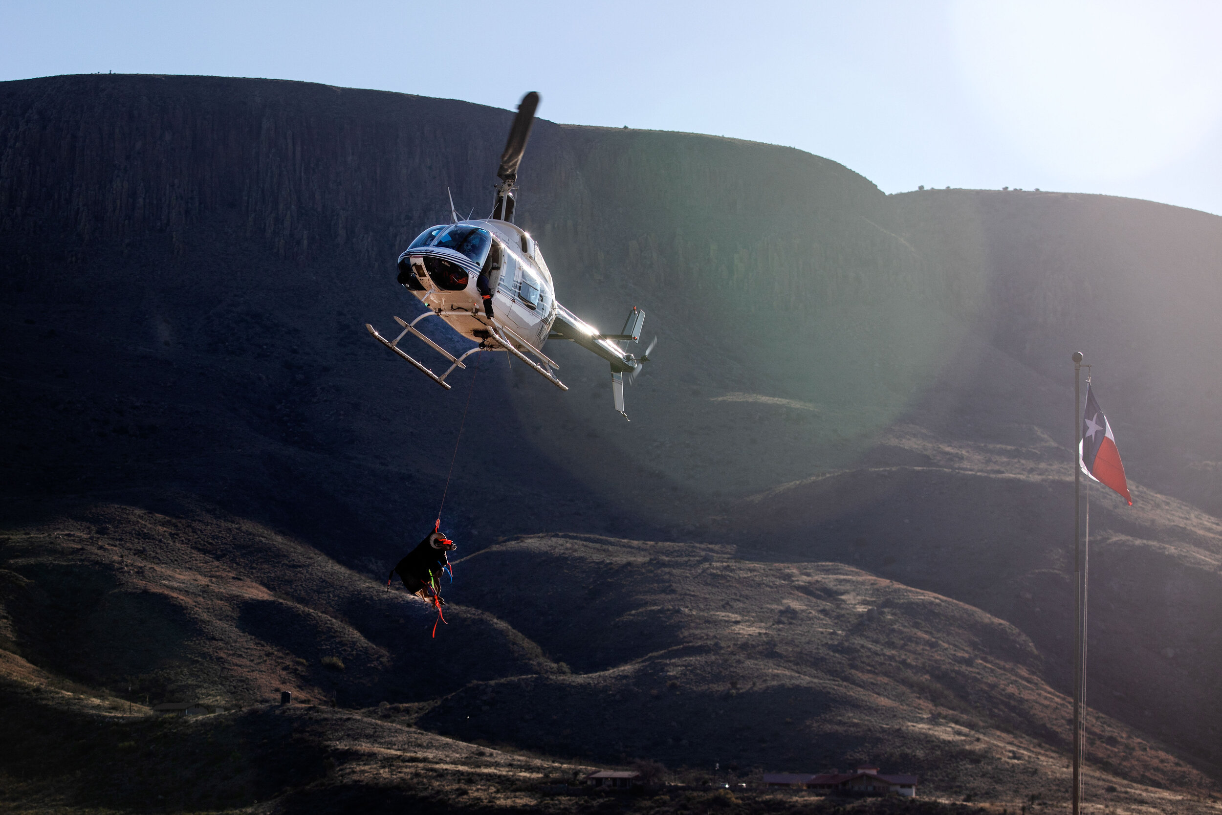  A helicopter maneuvers a sheep, blindfolded and dangling from the helicopter, to the field study site where veterinarians and researchers will collect data about the species.&nbsp; 