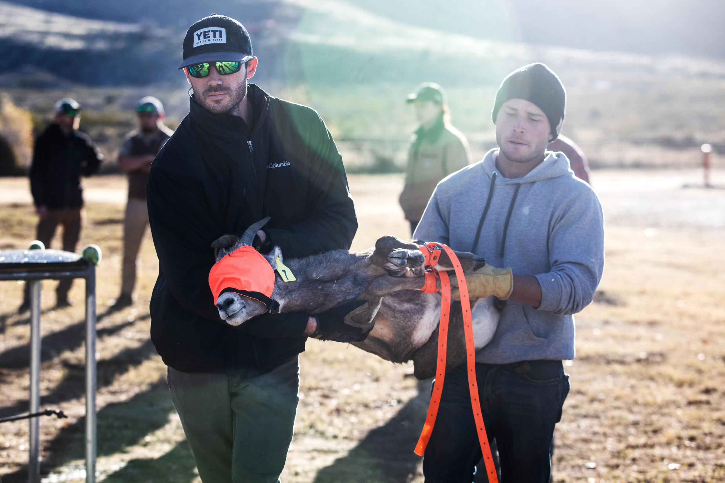  Volunteers Dean Godinez and Shorey Harmon carry the sheep to research stations, where they will be examined by vets and researchers. 