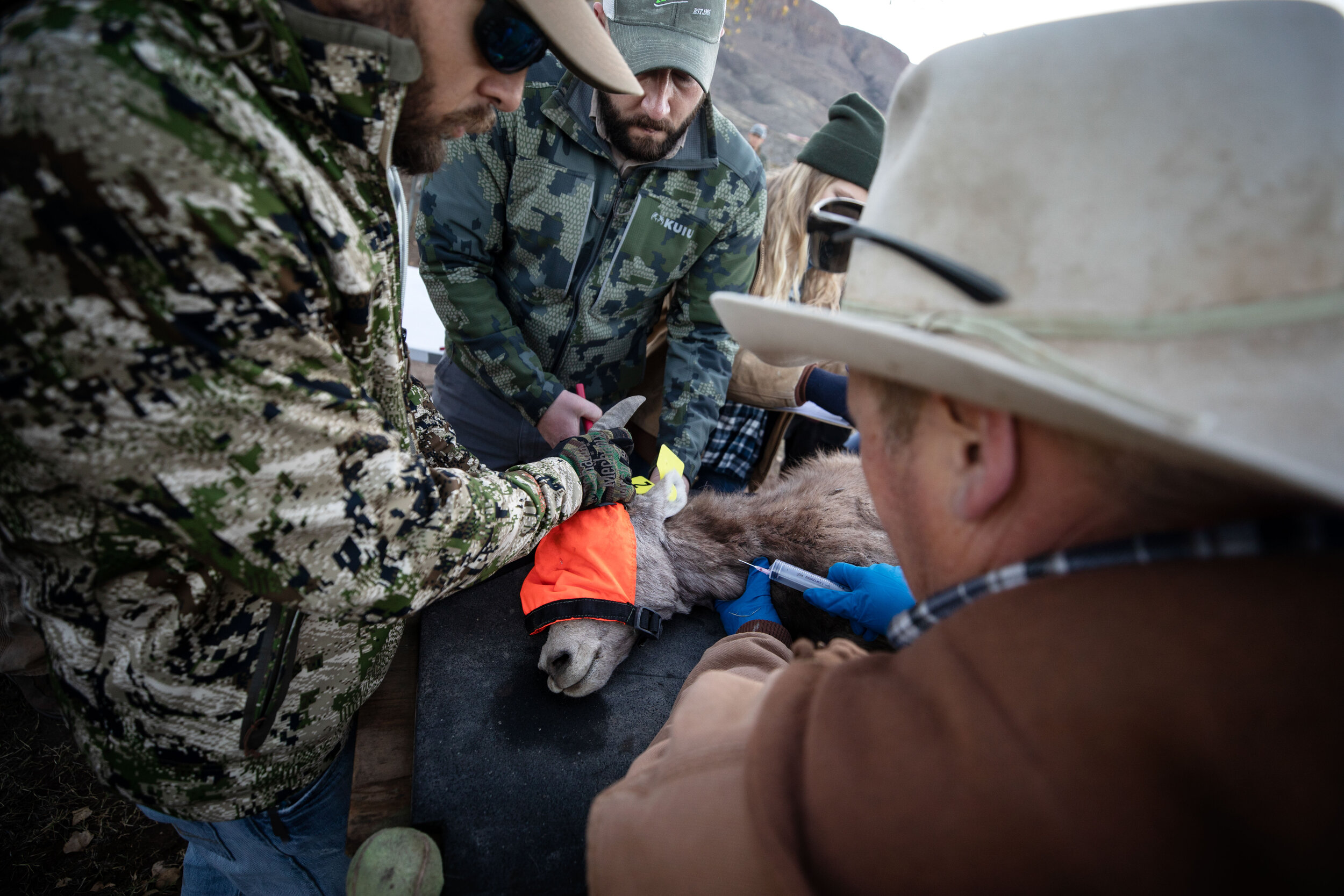  Volunteers attach a GPS tracking collar to a Big Horn Sheep. 