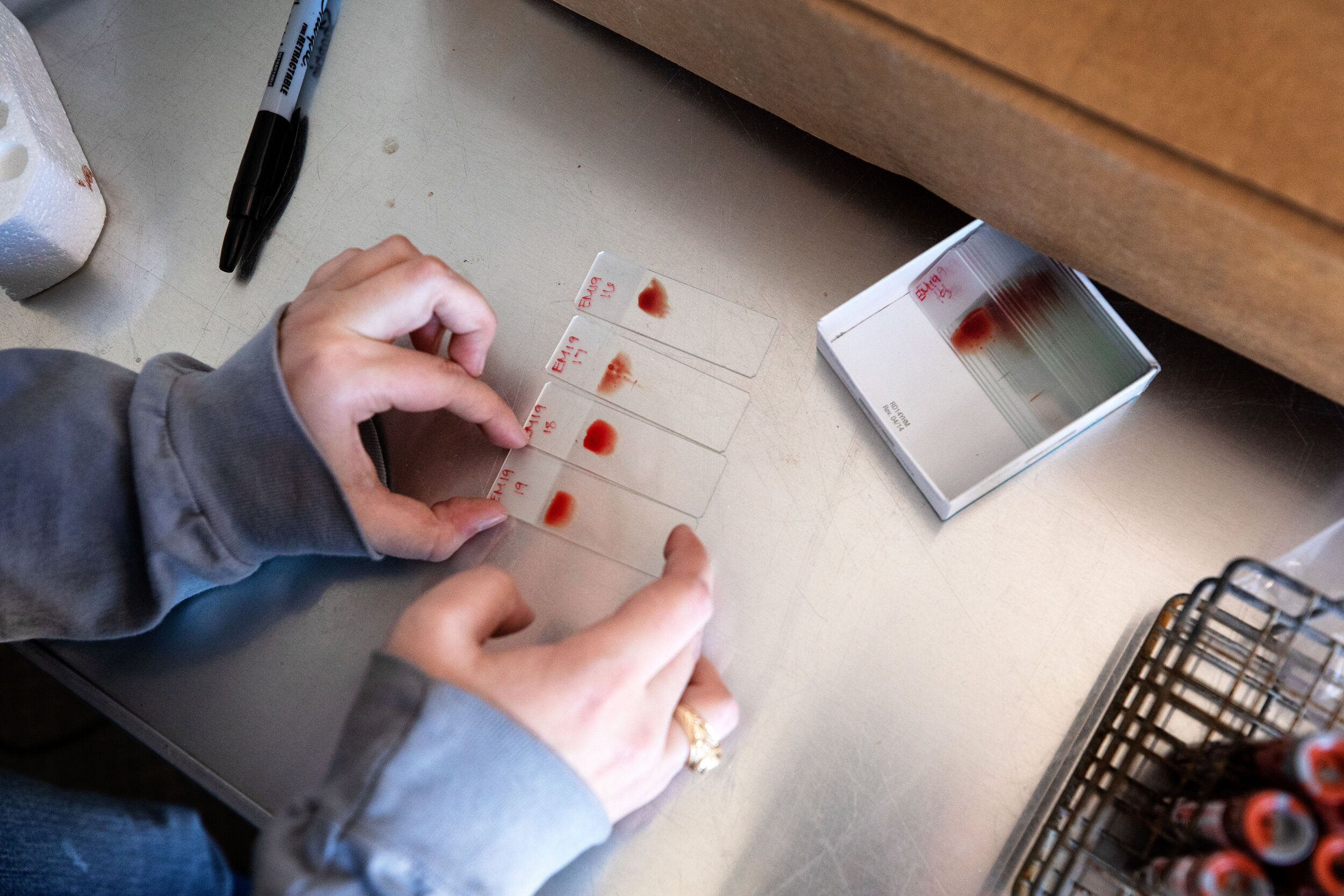  &nbsp;Researchers prepare blood samples to examine blood cell morphology in the Desert Big Horn Sheep. 