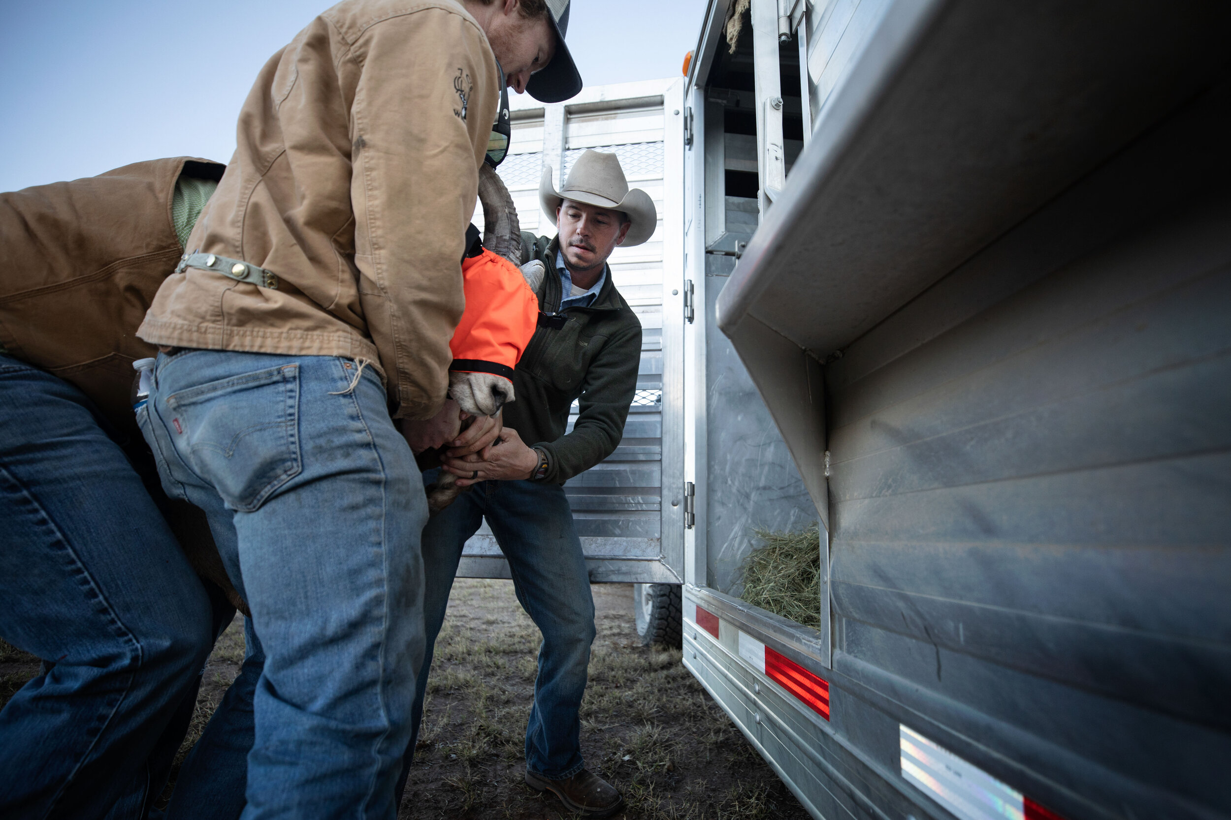  Volunteers lift a Desert Big Horn Sheep from the examination table to transport it to a trailer. After filling trailers with the sheep, TPWD transports them to Black Gap 100 miles away. 