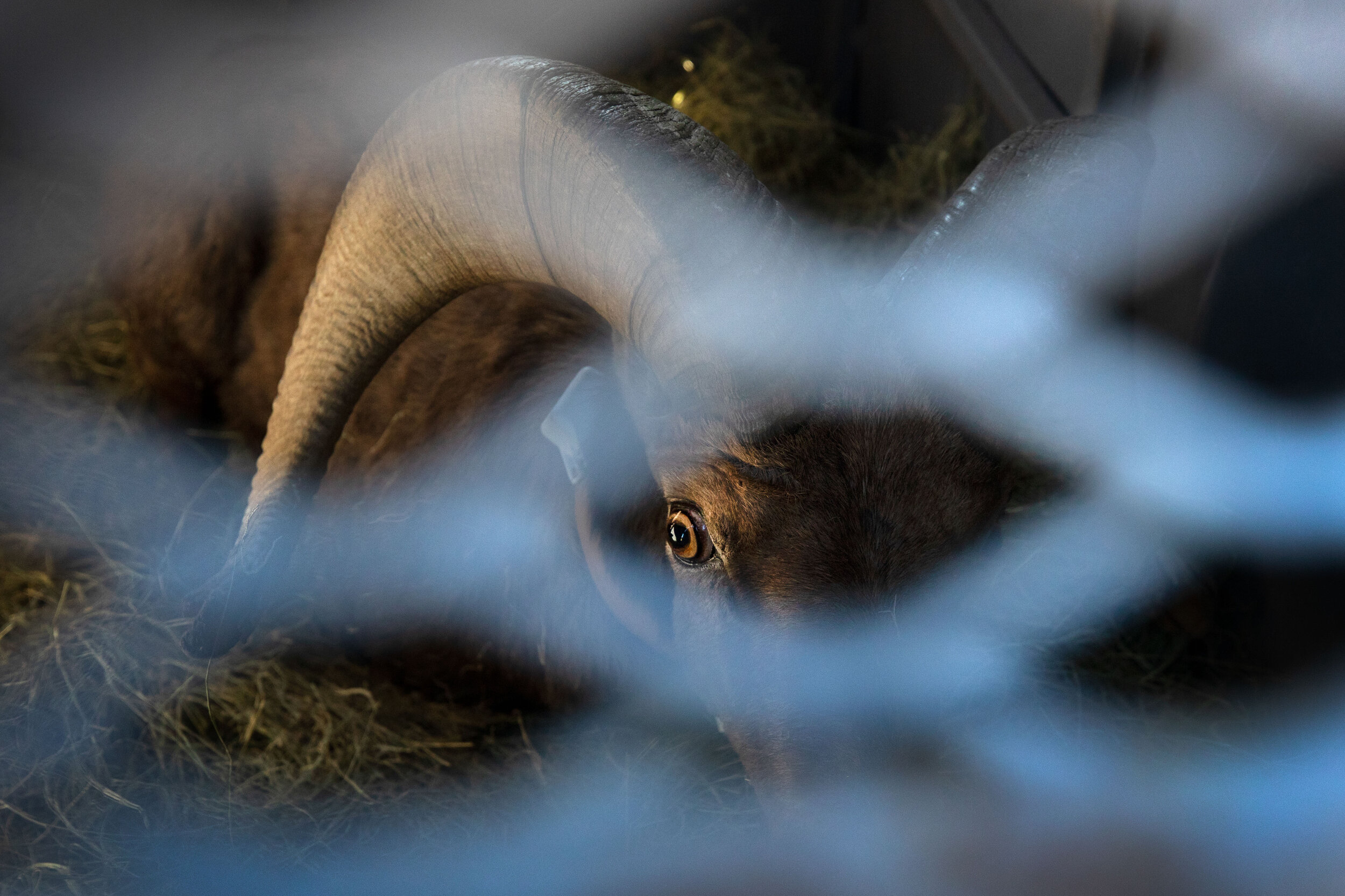  A sheep awaits its relocation inside one of four trailers. 