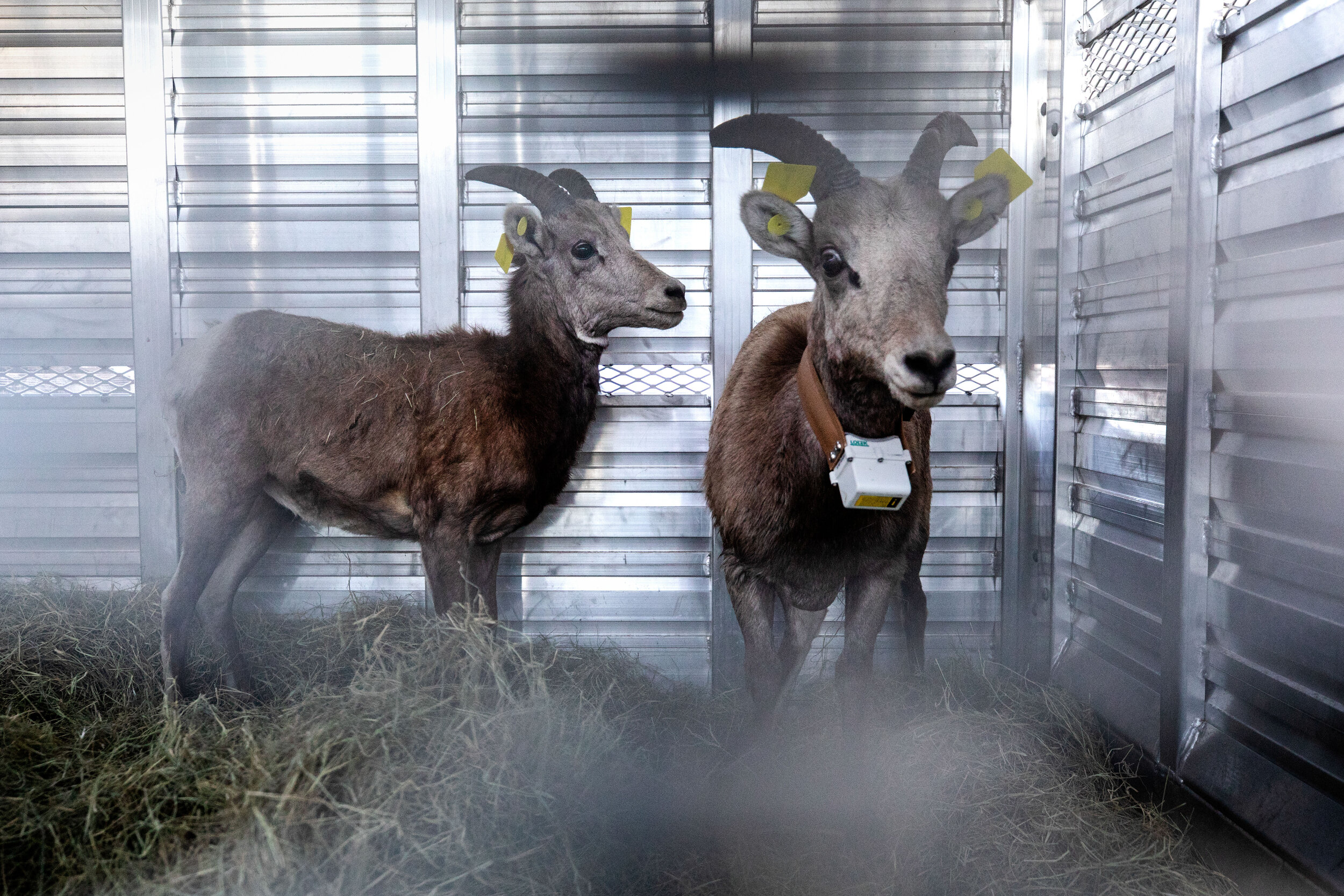  Sheep await their relocation inside one of four trailers. 