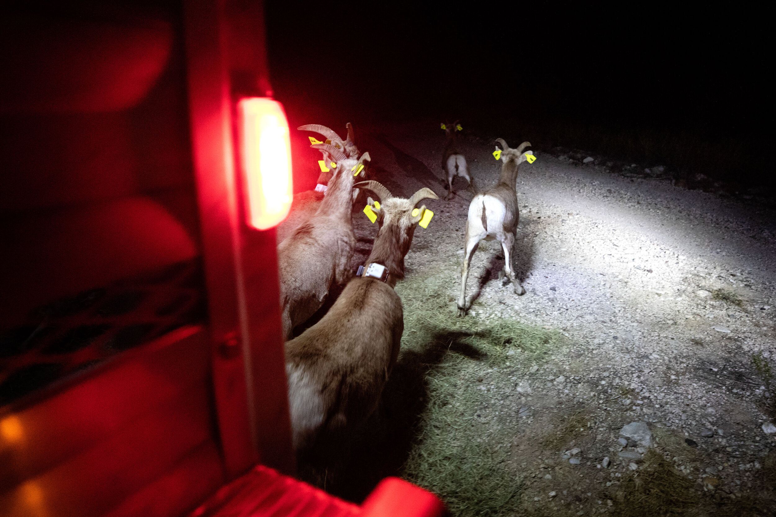  After a two-and-a-half hour drive from Elephant Mountain, the Big Horn Sheep are released after sunset at the Black Gap Wildlife Management Area. 
