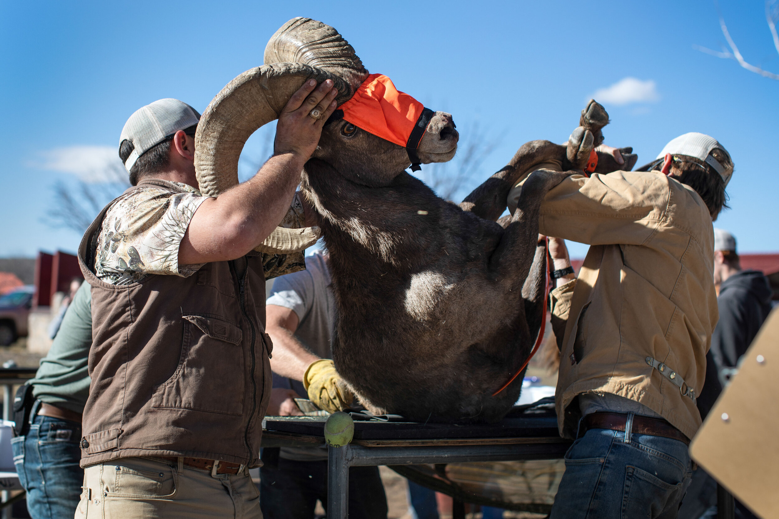  MARATHON, TX. Volunteers lift a Desert Bighorn Sheep from the examination table to transport it to a trailer. After filling trailers with the sheep, the Texas Parks and Wildlife Department transports them to Black Gap 100 miles away. In their new ho