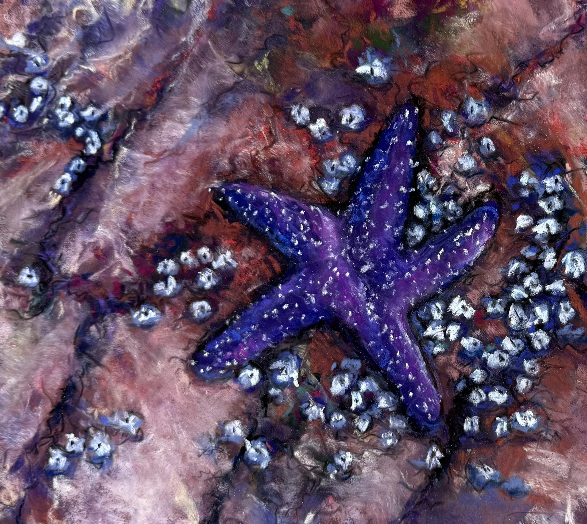 Purple sea star 2026.jpeg