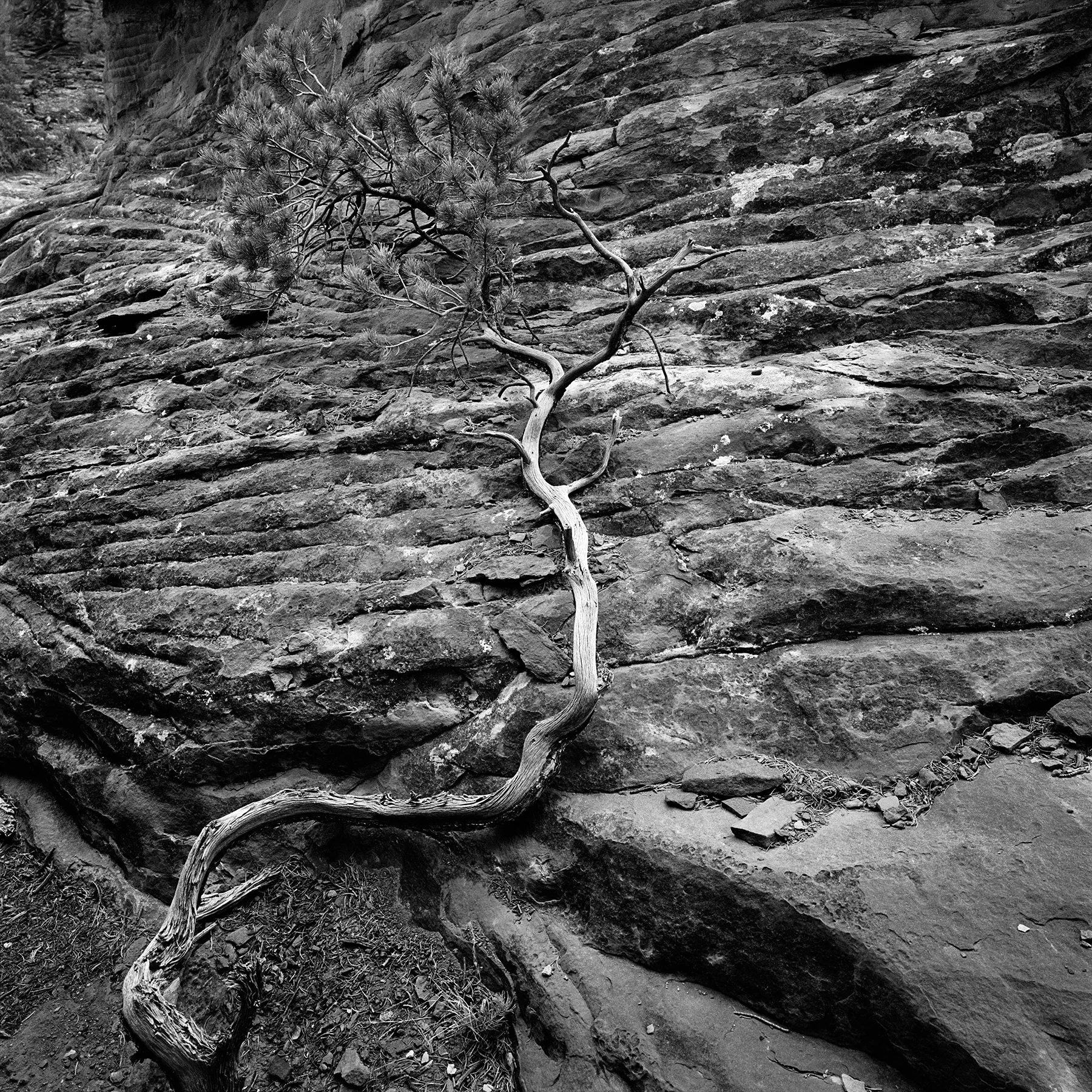 TREE LAST DAY 1 working.jpg