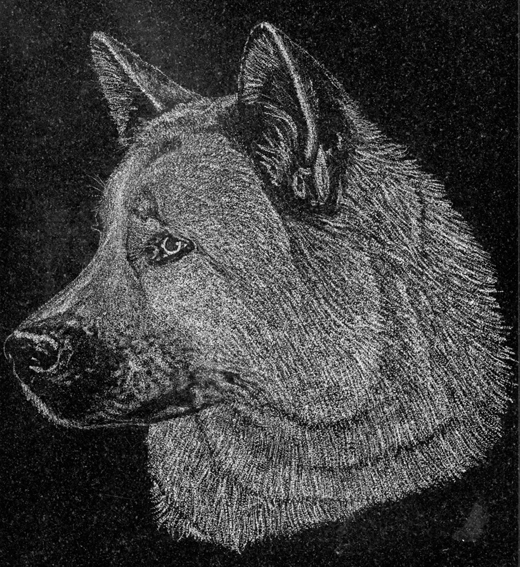 Teddy ( Akita).jpg