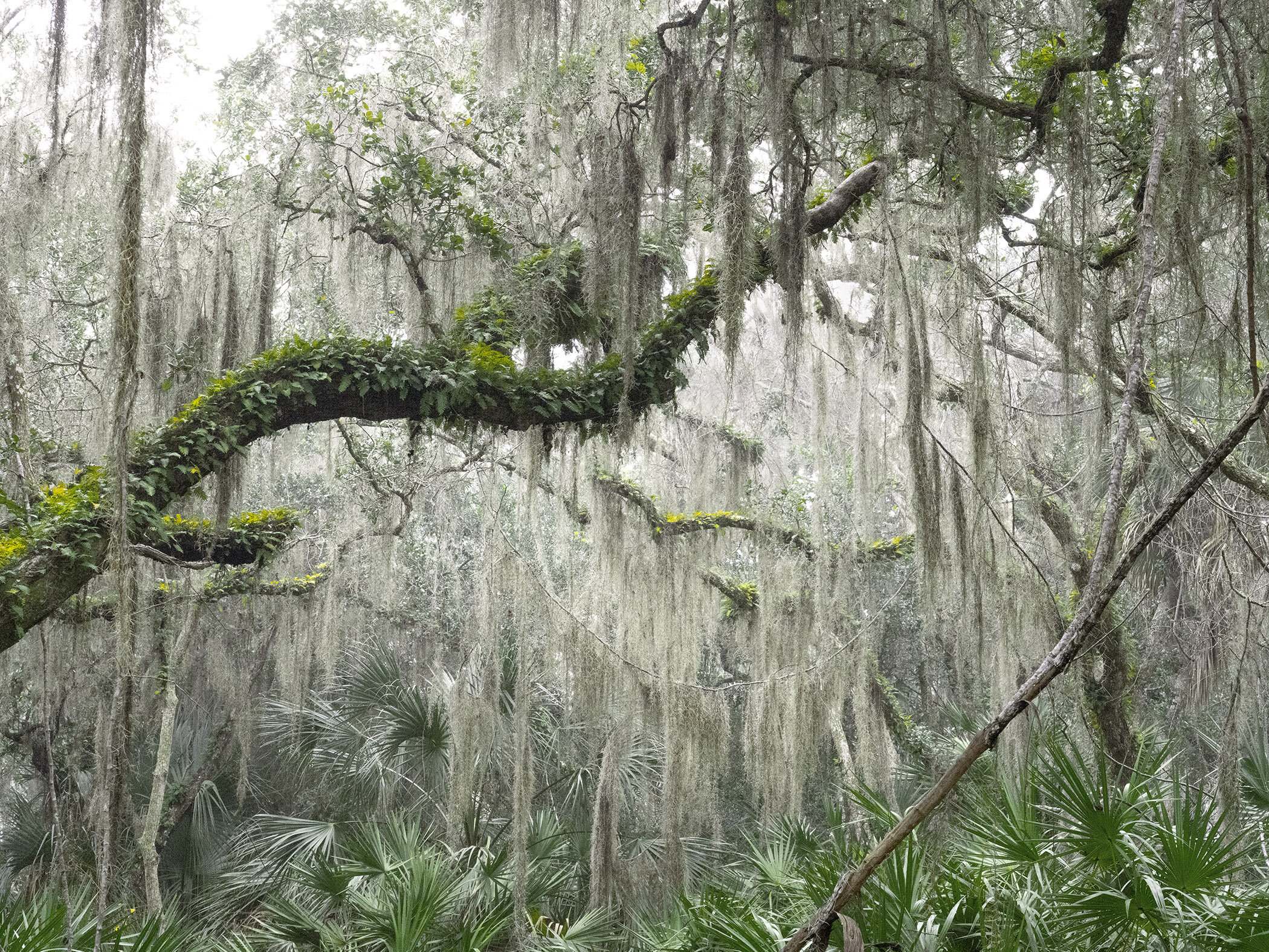 Cumberland Island, Georgia