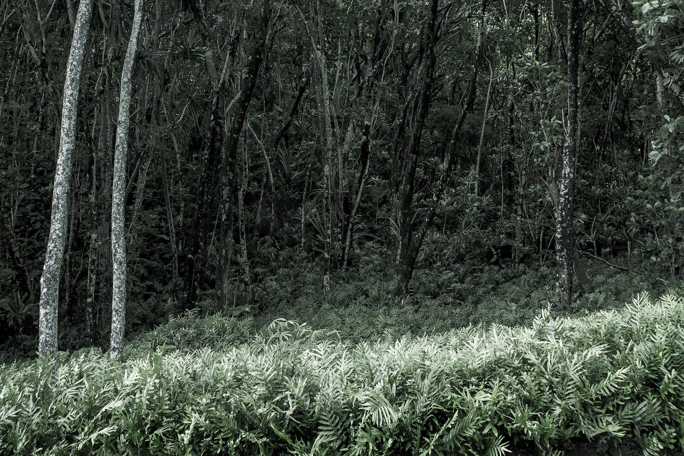 Lihue-Koloa Forest Reserve, Kauai, Hawaii