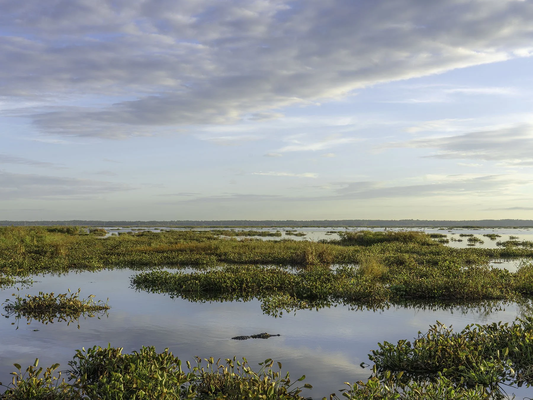 Payne's Prairie Preserve State Park, Micanopy, Florida