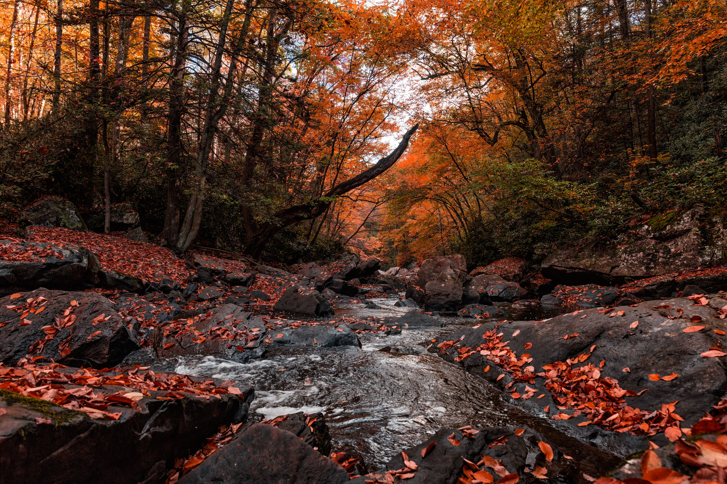 BBC Earth: Melancholy Gorge