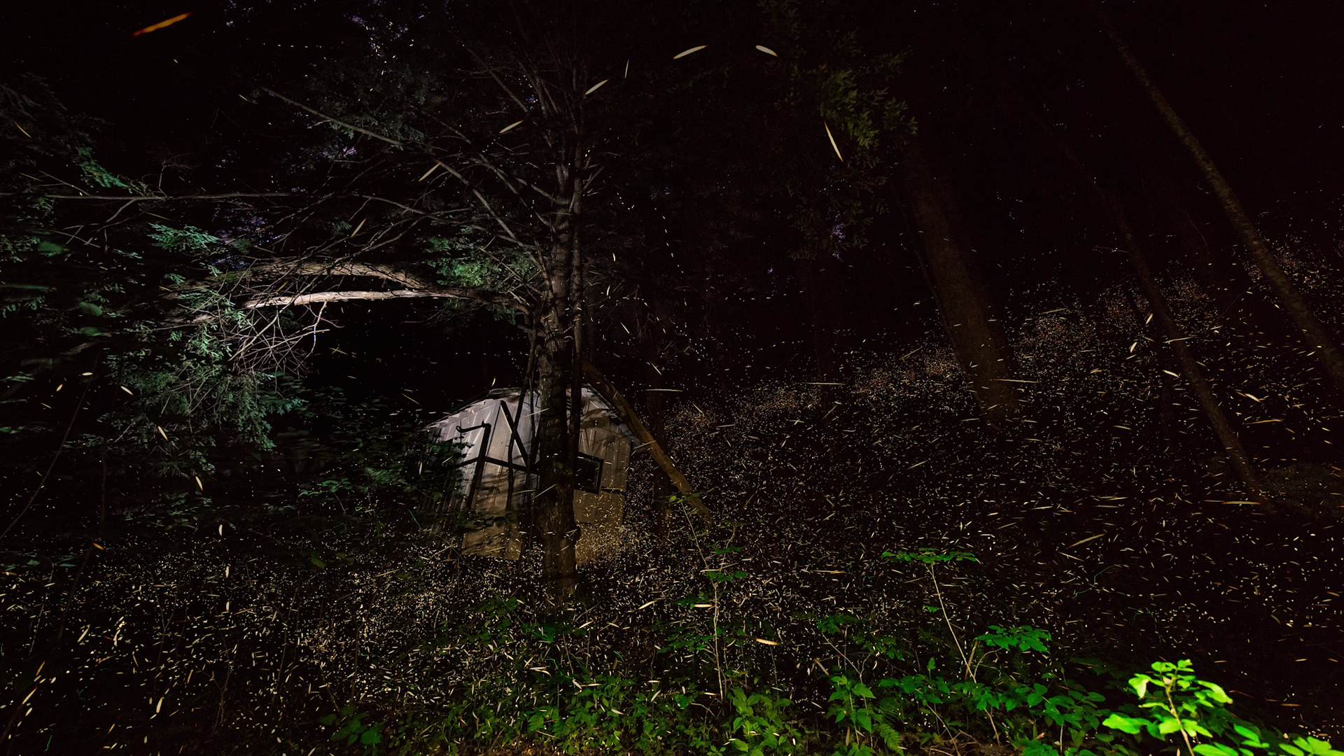 SYNCHRONOUS FIREFLIES AT ELKMONT GHOST TOWN