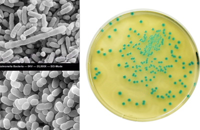 sol alttan: e.colı o157, Salmonella, l.mono.