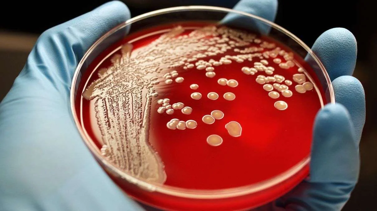 bacteria.jpg