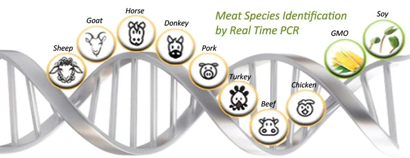 meatspid.jpg