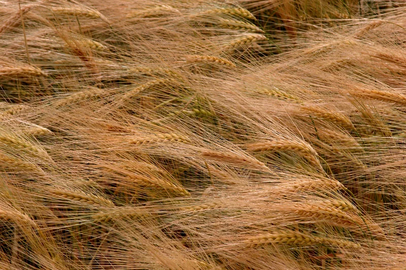 viento-81.jpg