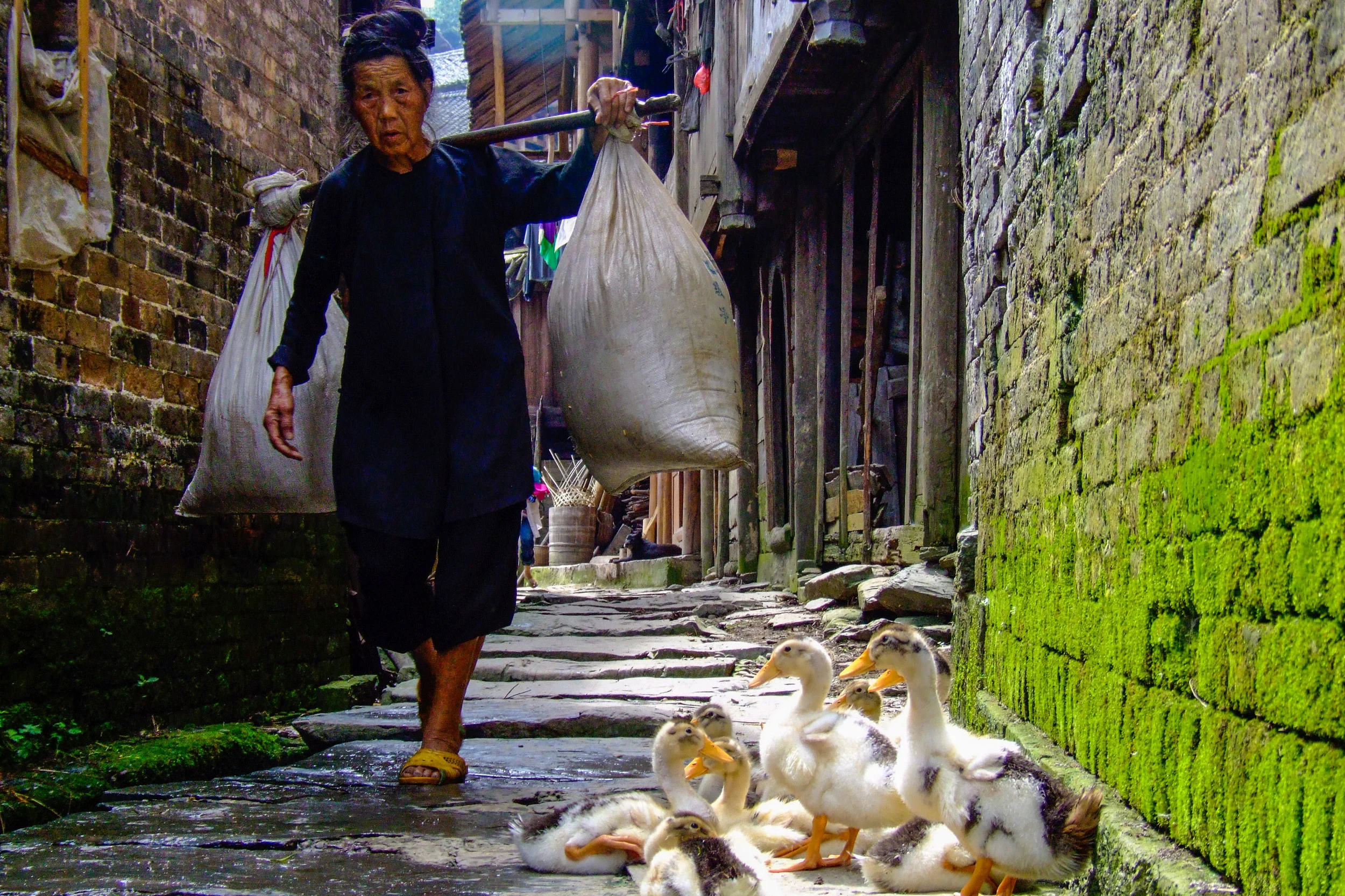 Porter & Ducks