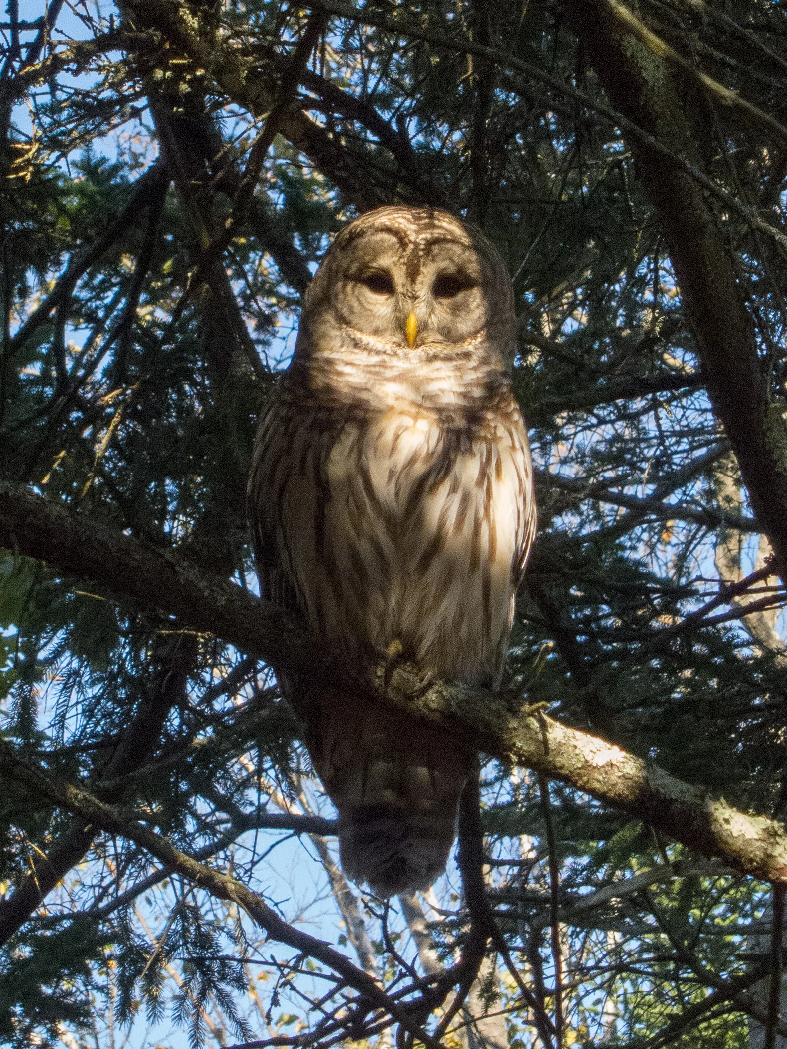 Barred Owl