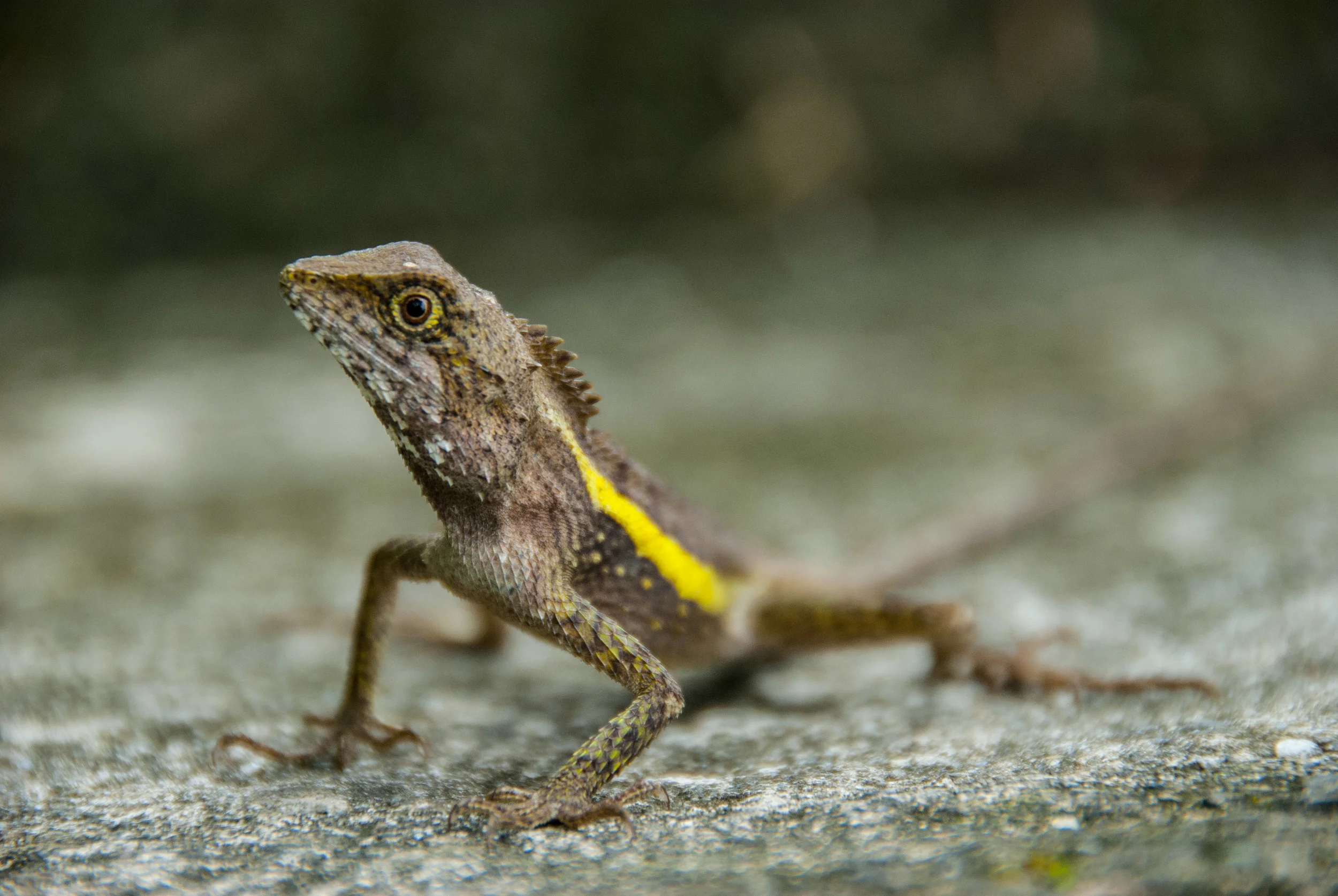 Japalura Swinhonis