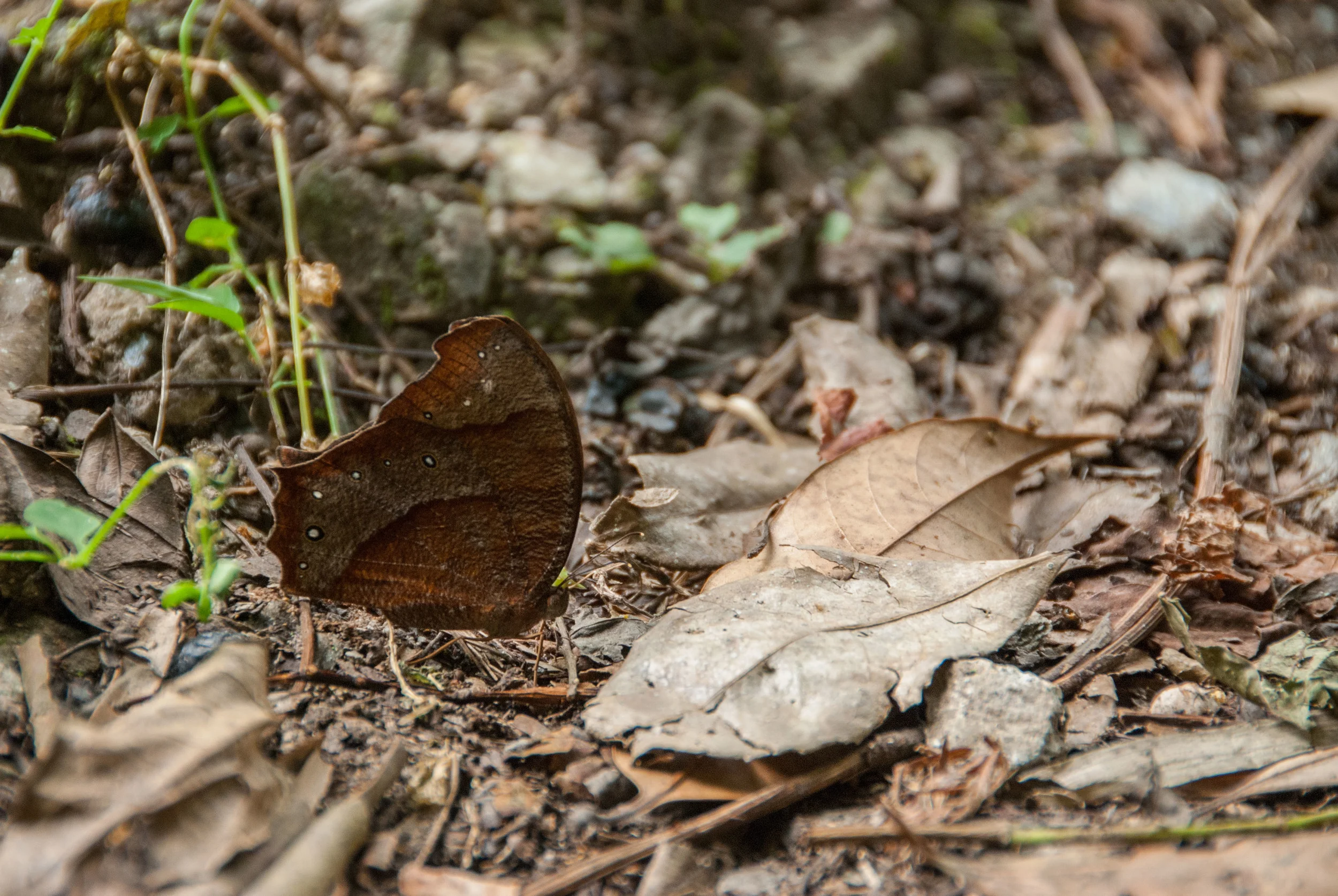 Camouflage
